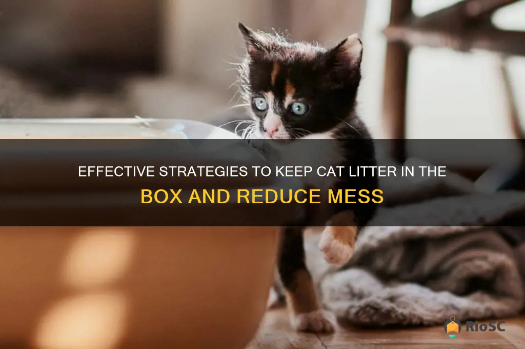 best way to keep cat litter in box