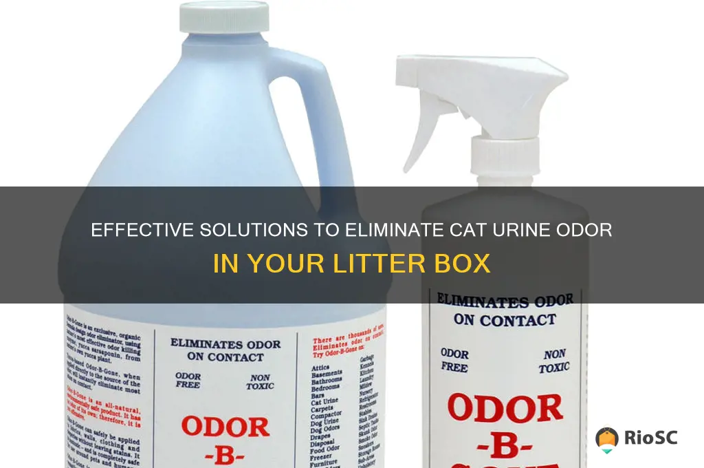 best way to kill cat urine smell in litter box