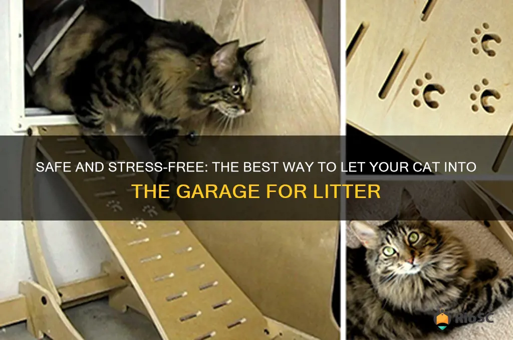 best way to let cat into garage for litter