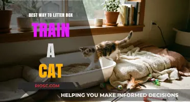 Mastering Litter Box Training: Effective Tips for a Clean and Happy Cat