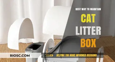 Effective Tips for Keeping Your Cat's Litter Box Clean and Odor-Free