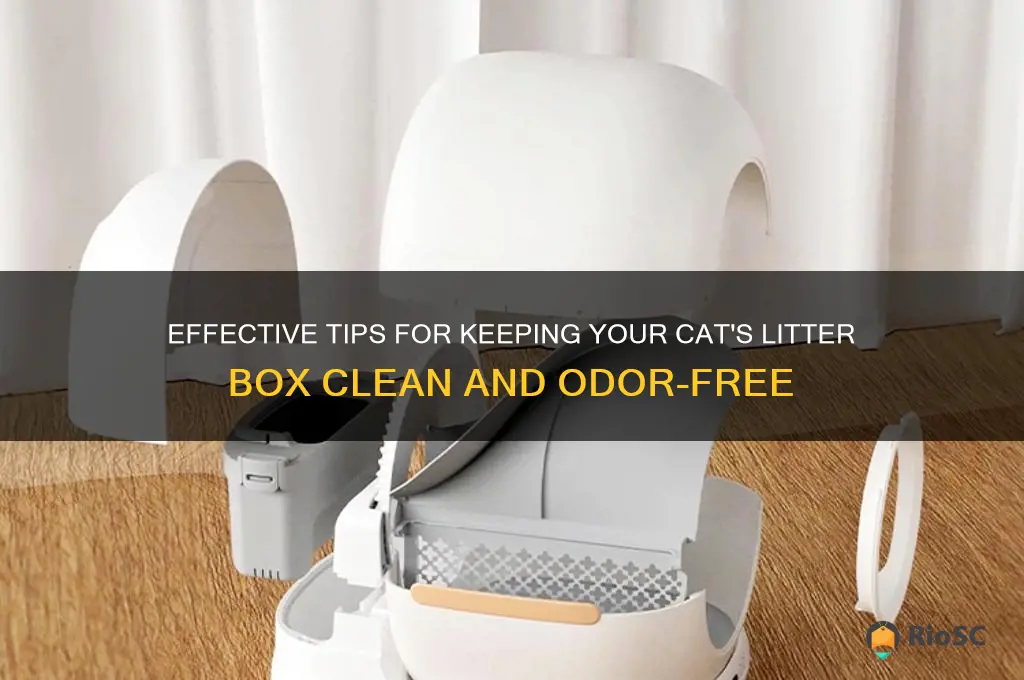 best way to maintain cat litter box
