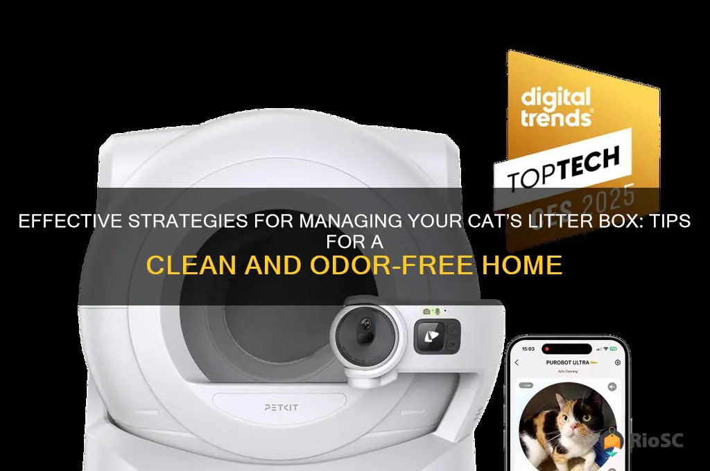 best way to manage cat litter box