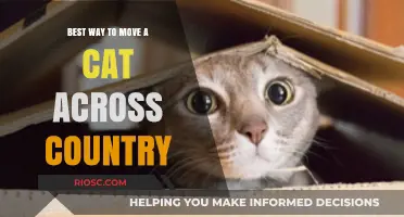 Purr-fect Relocation: Tips for Moving Your Feline Friend Across the Country