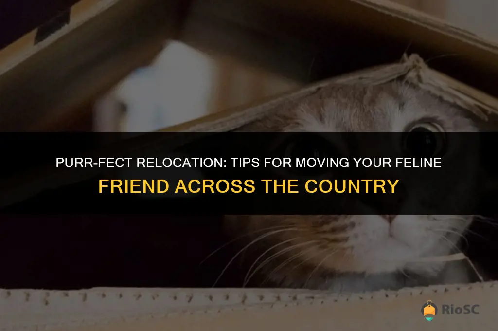 best way to move a cat across country