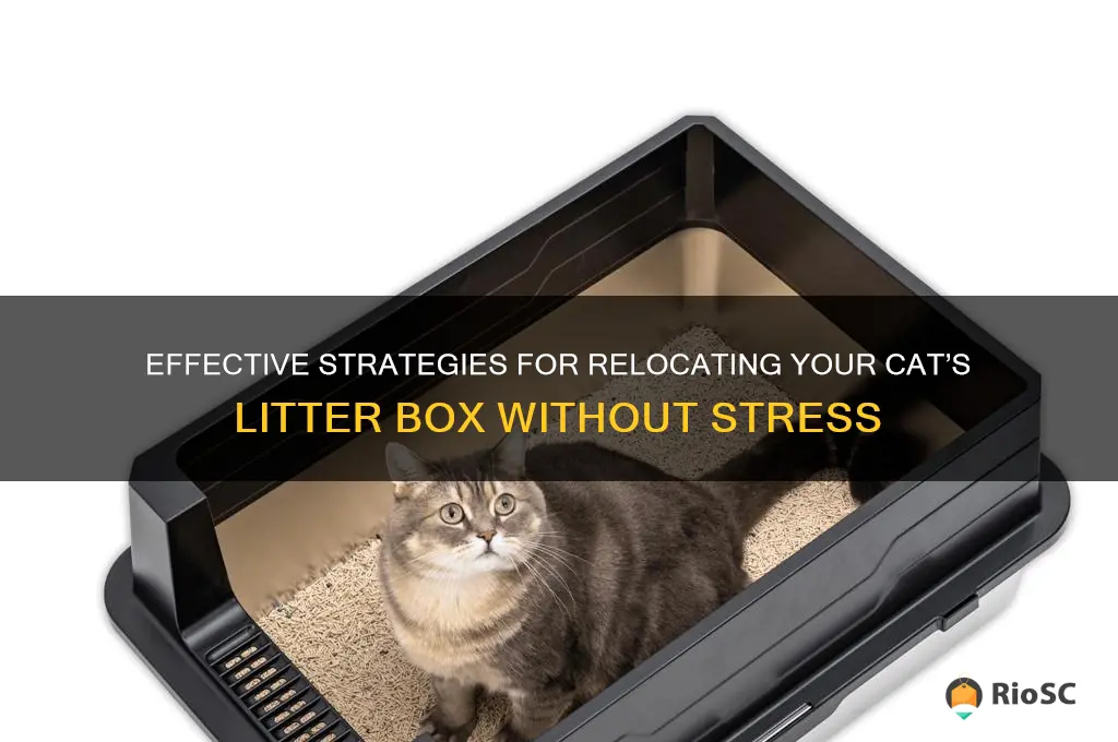 best way to move cat litter box