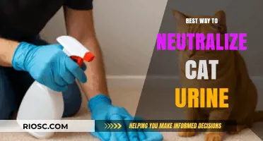 Effective Methods to Neutralize Cat Urine: A Comprehensive Guide for Pet Owners