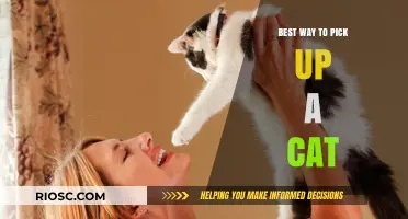 Purr-fect Approach: How to Safely and Lovingly Lift Your Feline Friend