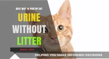 Effective Methods to Clean Cat Urine Without Using Litter: A Comprehensive Guide