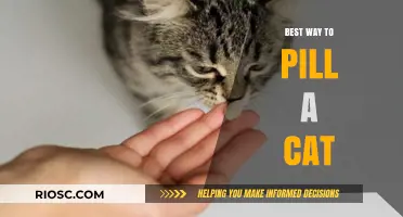 Effortless Pill Administration for Cats: A Comprehensive Guide