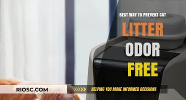 Effective Strategies to Keep Your Cat Litter Odor-Free and Fresh