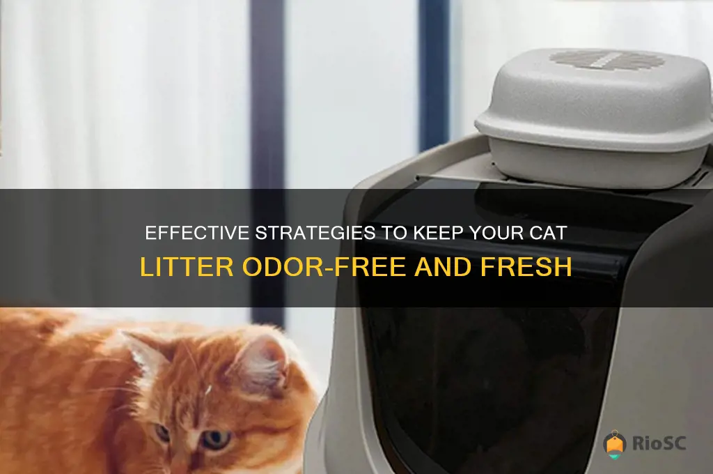 best way to prevent cat litter odor free