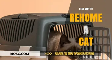 Purr-fect Transition: A Guide to Rehoming Your Feline Friend