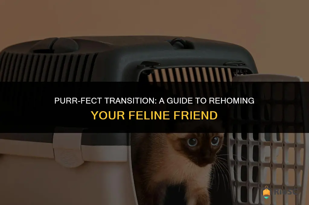 best way to rehome a cat