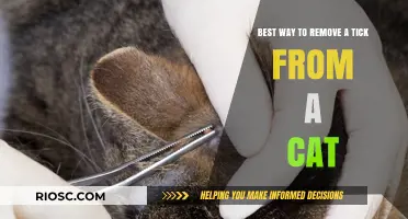 Effective Tick Removal Techniques for Your Feline Companion