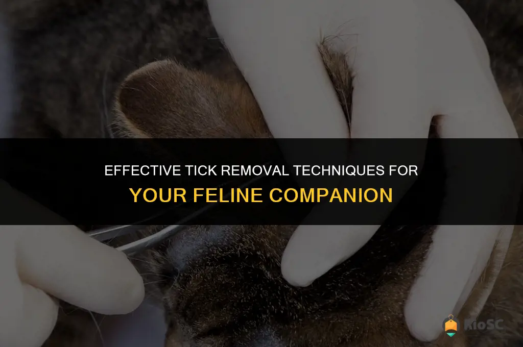 best way to remove a tick from a cat