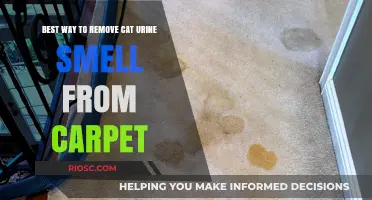 Effective Methods to Eliminate Cat Urine Odor from Carpets