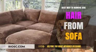 Effective Tips for Removing Dog Hair from Your Sofa: A Pet Owner’s Guide