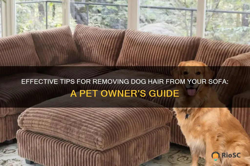 best way to remove dog hair from sofa