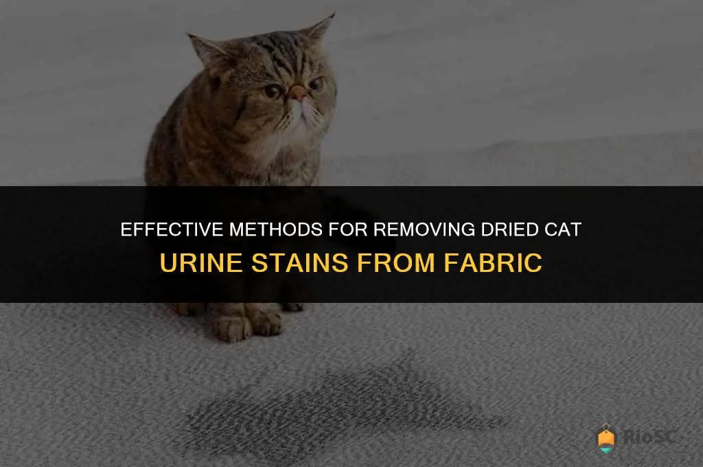 best way to remove dried cat urine from fabric