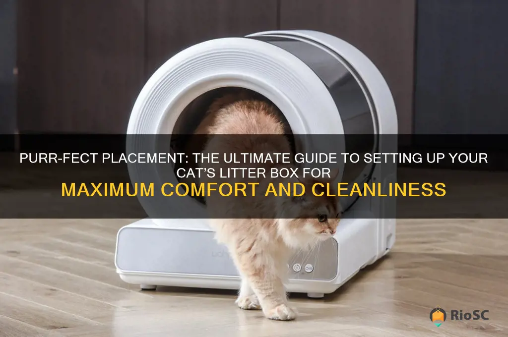 best way to set up cat litter box