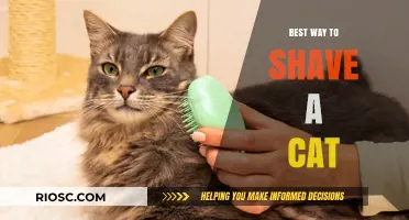 Purr-fectly Smooth: A Guide to Safely Shaving Your Feline Friend