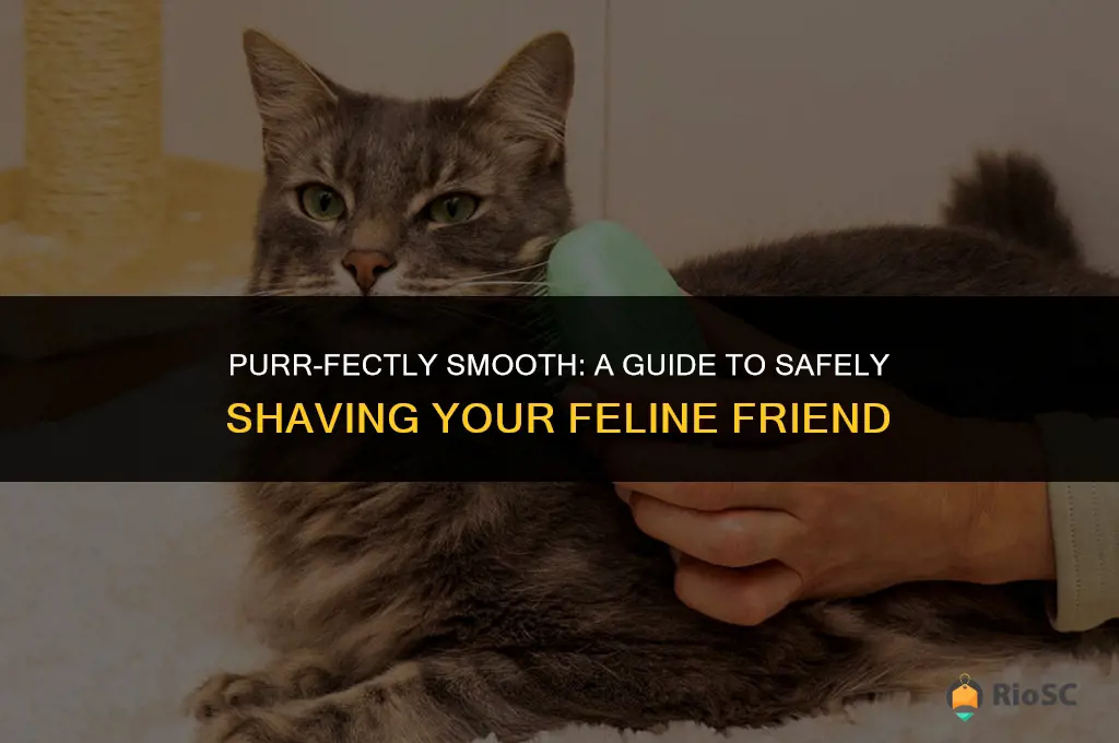 best way to shave a cat