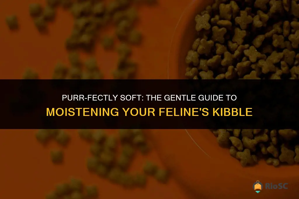 best way to soften dry cat food