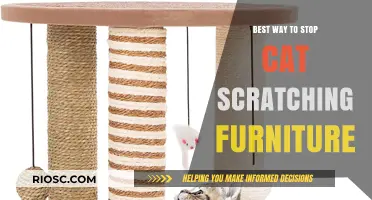 Effective Strategies to Deter Cats from Scratching Furniture
