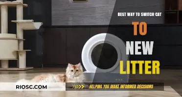Seamless Transition: The Best Way to Switch Your Cat to New Litter