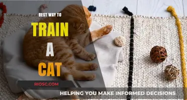 Purr-fecting Your Feline Friend: A Comprehensive Guide to Cat Training