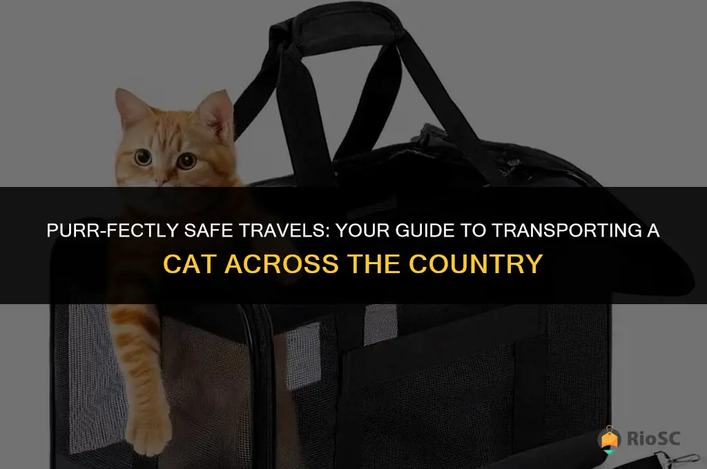 best way to transport a cat across country