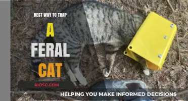 Effective Strategies for Safely Trapping Feral Cats: A Comprehensive Guide