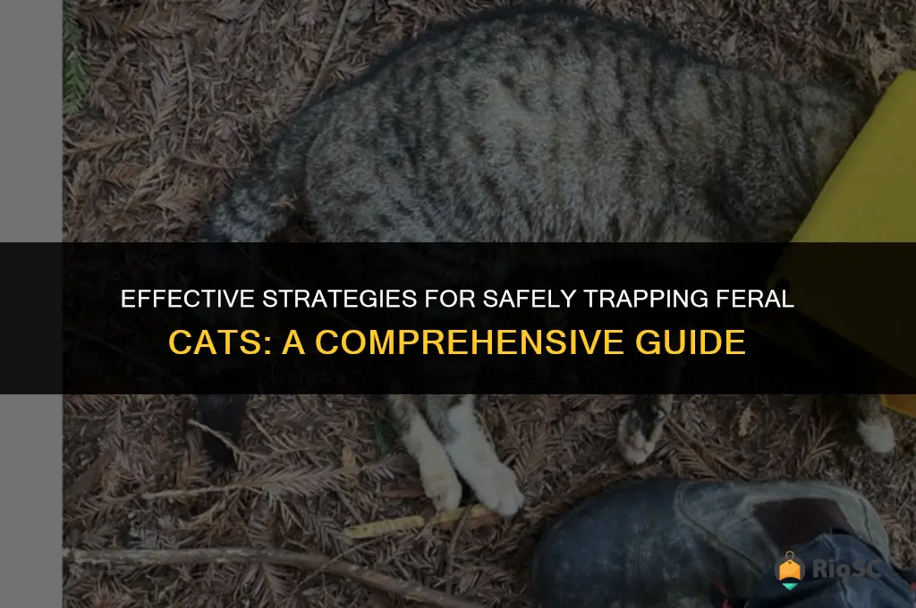 best way to trap a feral cat