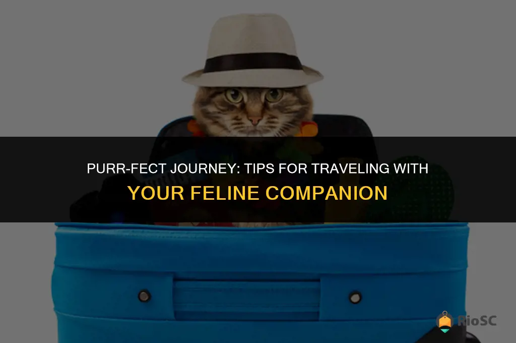 best way to travel with a cat