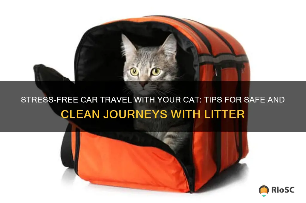 best way to travel with cat in car with litter