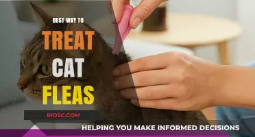 Effective Strategies for Treating Cat Fleas: A Comprehensive Guide