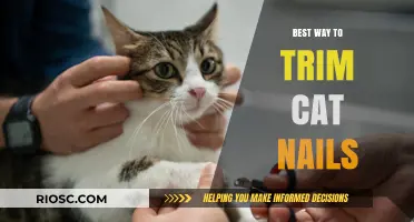Purr-fectly Safe: A Gentle Guide to Trimming Your Cat's Nails