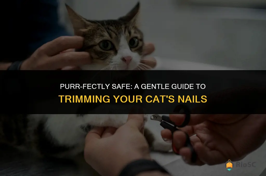 best way to trim cat nails