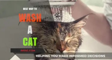 Purr-fectly Clean: A Gentle Guide to Bathing Your Feline Friend