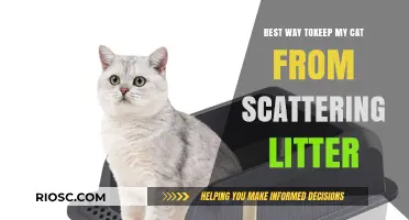 Effective Strategies to Prevent Your Cat from Scattering Litter Everywhere