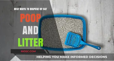 Eco-Friendly and Hygienic Solutions: How to Dispose of Cat Poop and Litter Safely