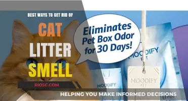 Freshen Up Your Home: Effective Strategies to Eliminate Cat Litter Smell