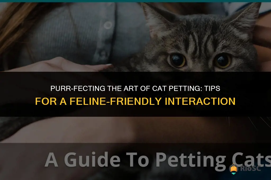 best ways to pet a cat