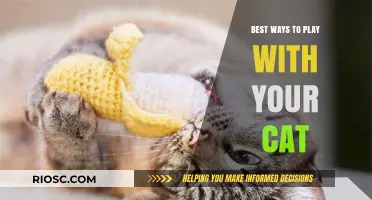 Engaging Your Feline Friend: Creative Ways to Play and Bond with Your Cat