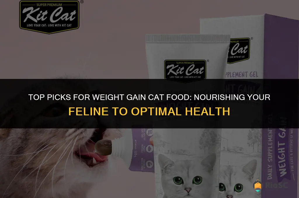 best weight gain cat food