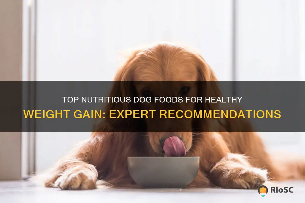 best weight gain dog food