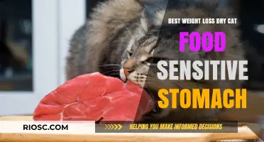 Top Picks for Weight Loss Dry Cat Food: Gentle on Sensitive Stomachs