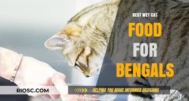 Top-Rated Wet Cat Food Options for Bengal Cats: A Comprehensive Guide