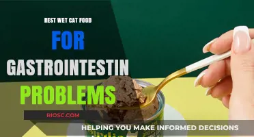 Top Picks for Sensitive Stomachs: The Best Wet Cat Food for Gastrointestinal Problems